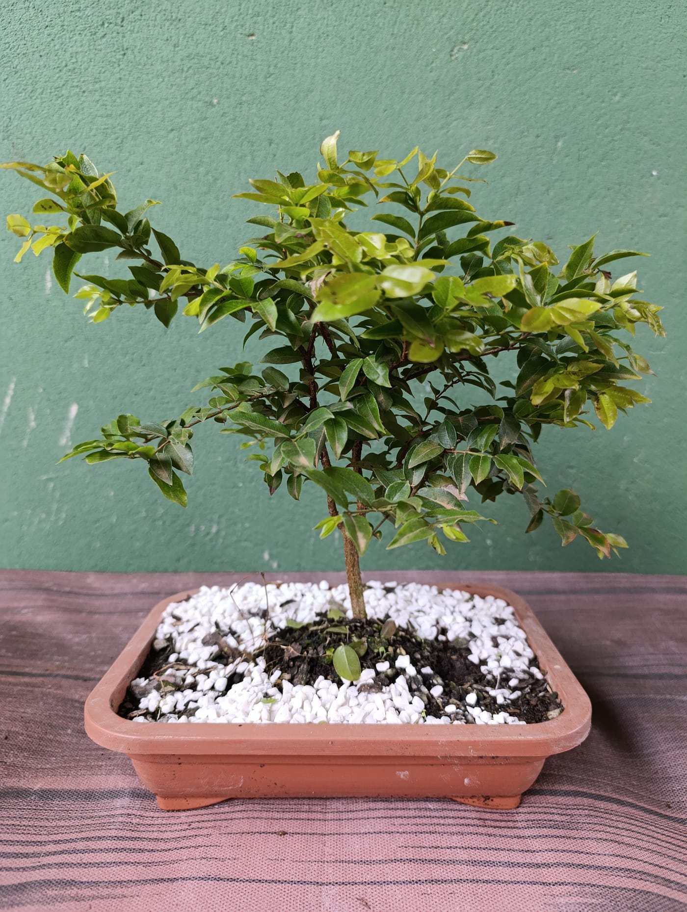 Bonsai