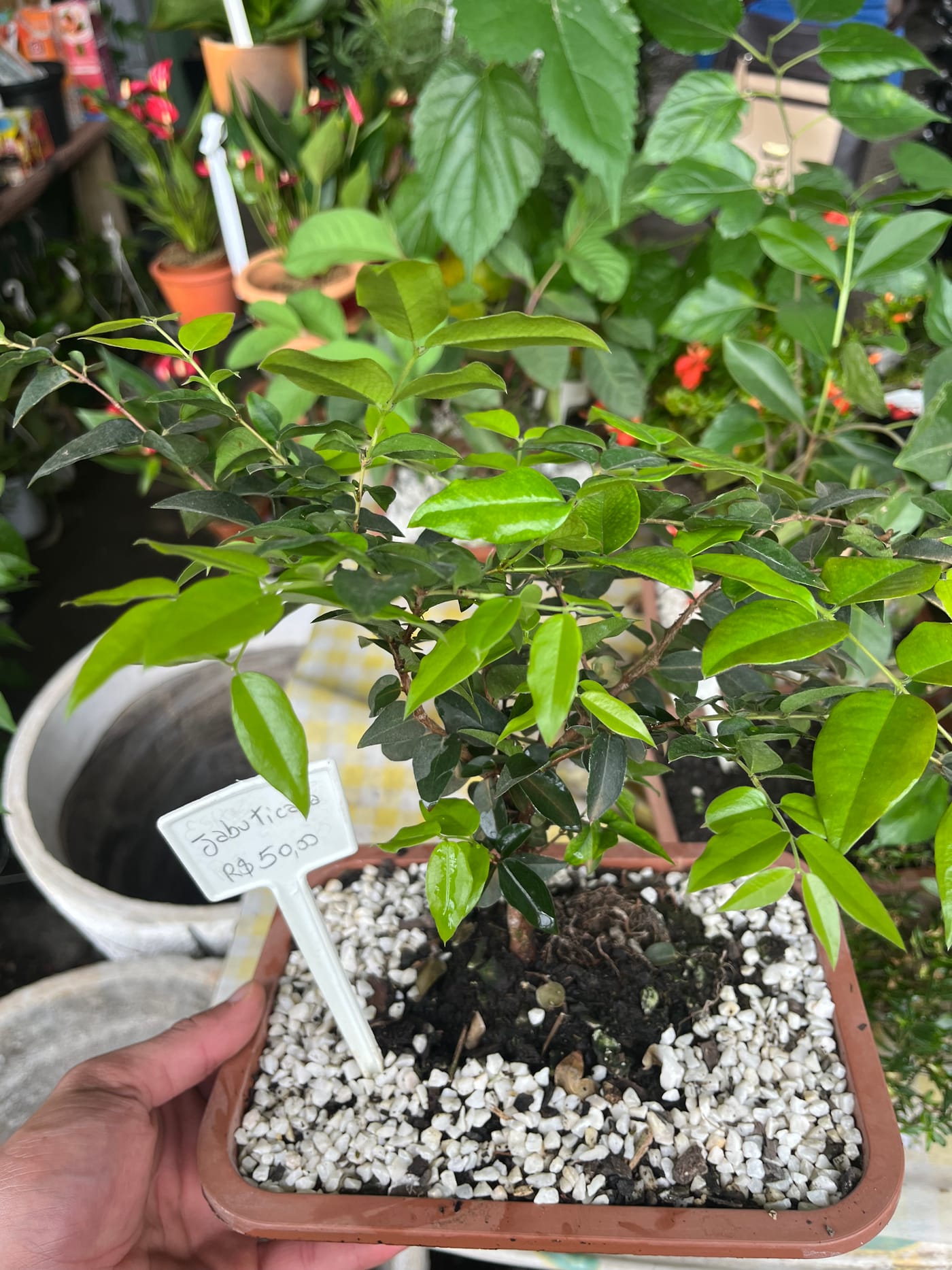Bonsai de jabuticaba