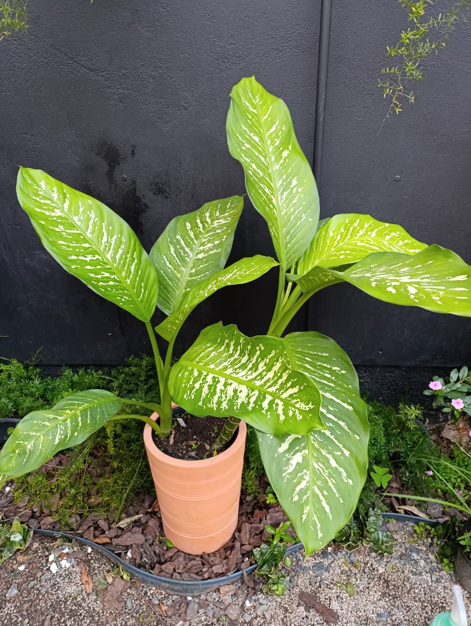 Plantas para ambientes com pouca luz