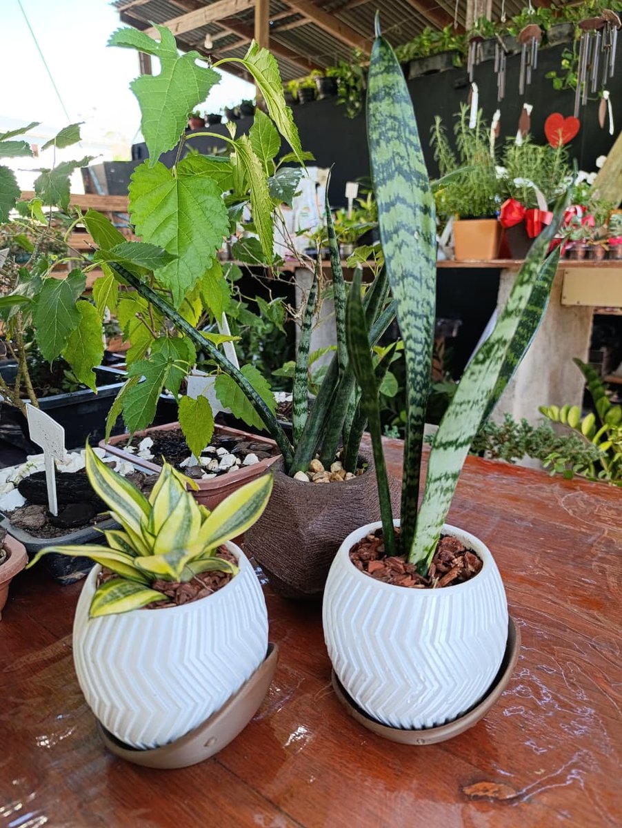 Plantas que ajudam a purificar o ar