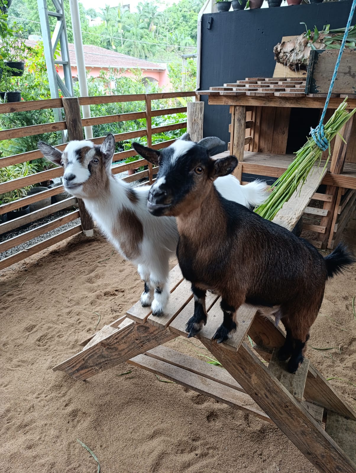 Mascotes Flor e Flora no quintal Alecrim Blumenau