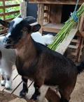 Flor, a mini cabra m&atilde;e mascote da Alecrim