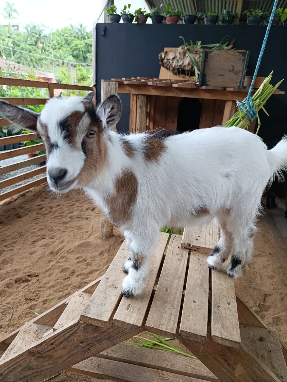 Flora, a filhote de mini cabra mascote da floricultura Alecrim, no quintal em Blumenau
