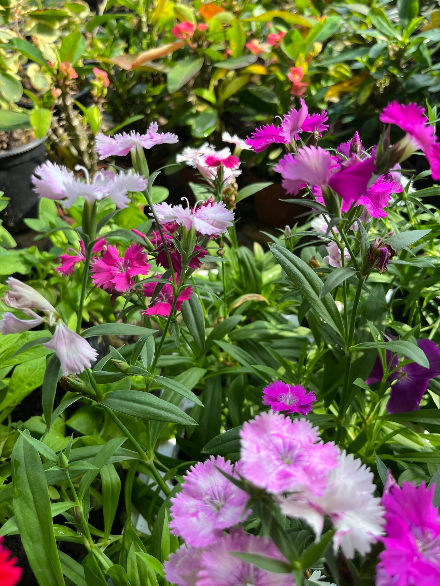 Flores externas