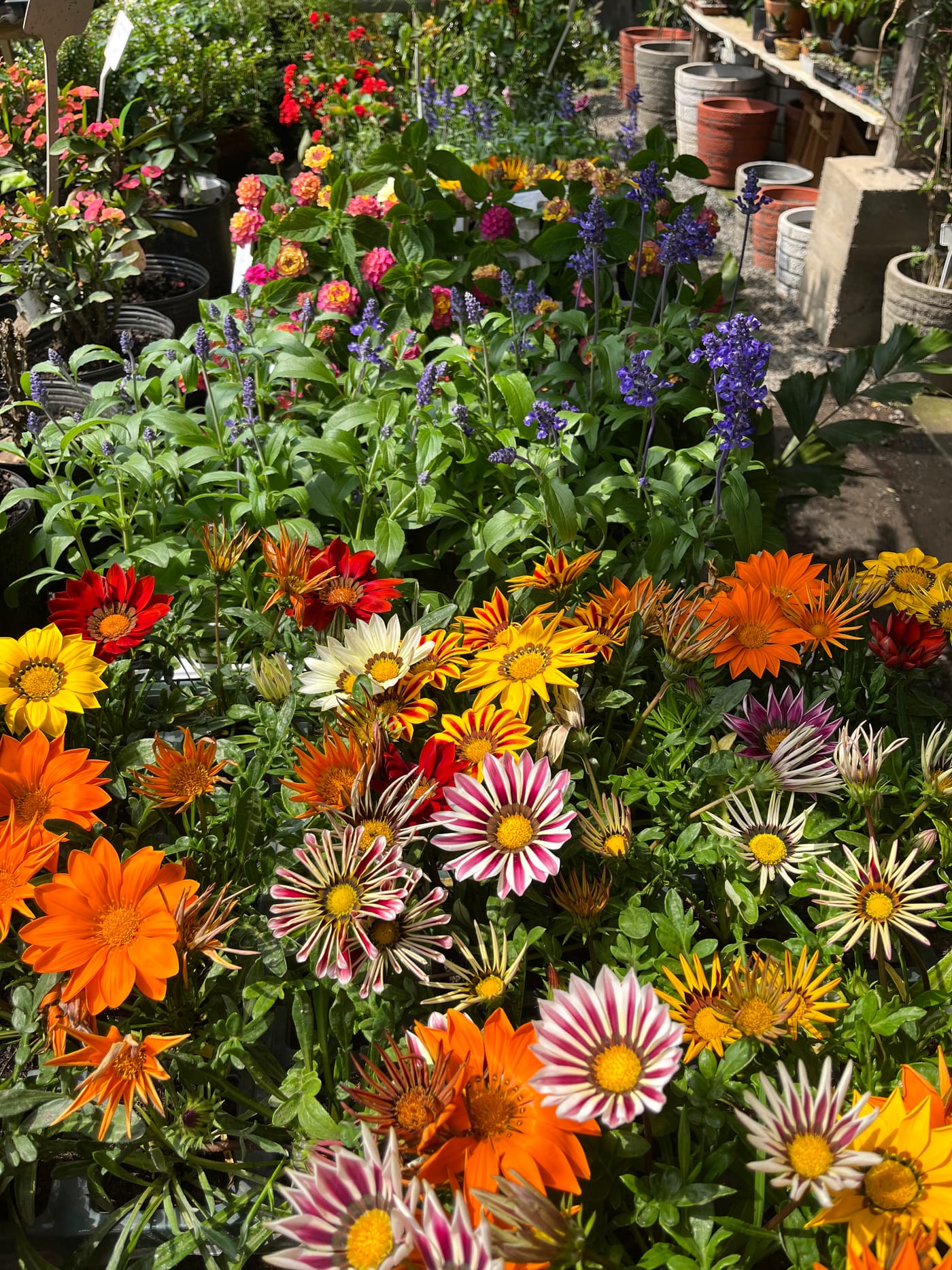 Variedade de flores e plantas no viveiro Alecrim