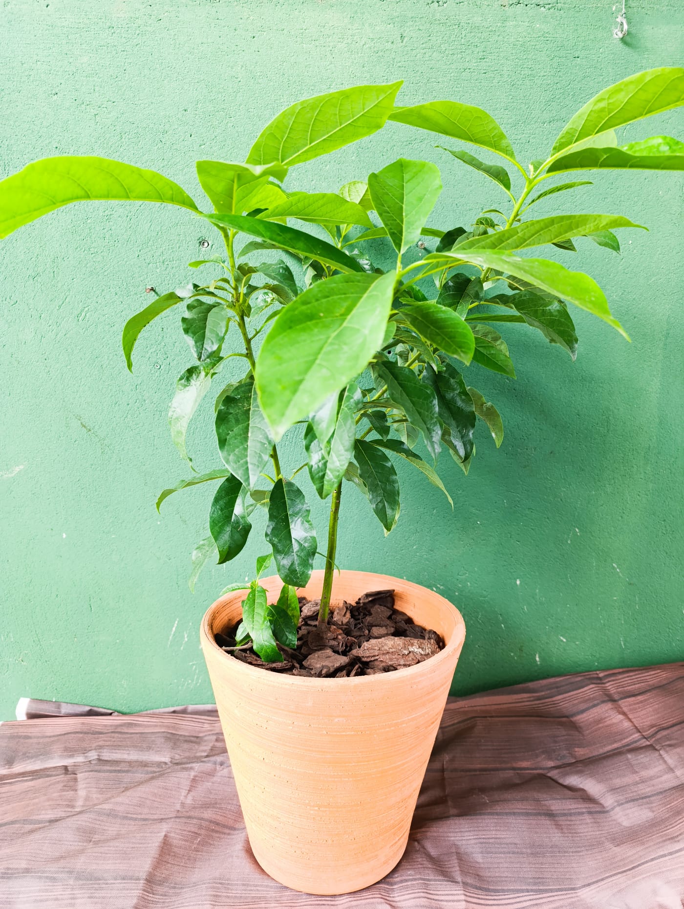 Frutíferas em vaso
