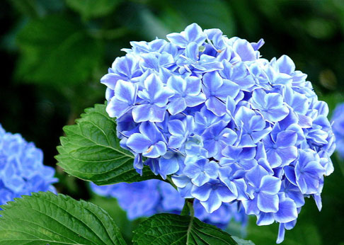 Flor de hort&ecirc;nsia azul cultivada no Vale do Itaja&iacute; &mdash; floricultura Alecrim, Blumenau