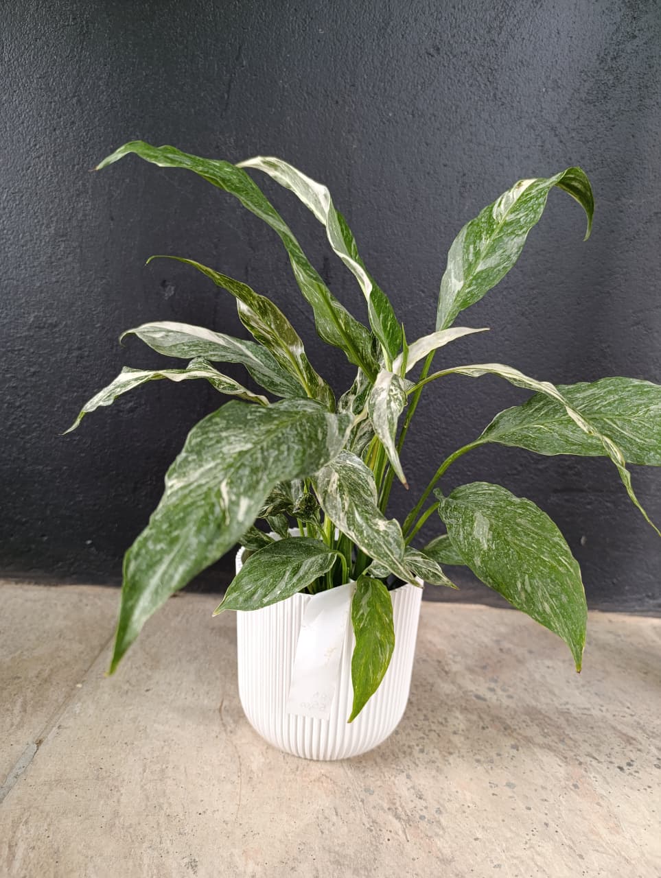 Plantas para banheiro e áreas úmidas