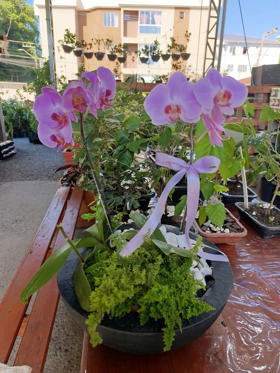 Presente de planta para mãe