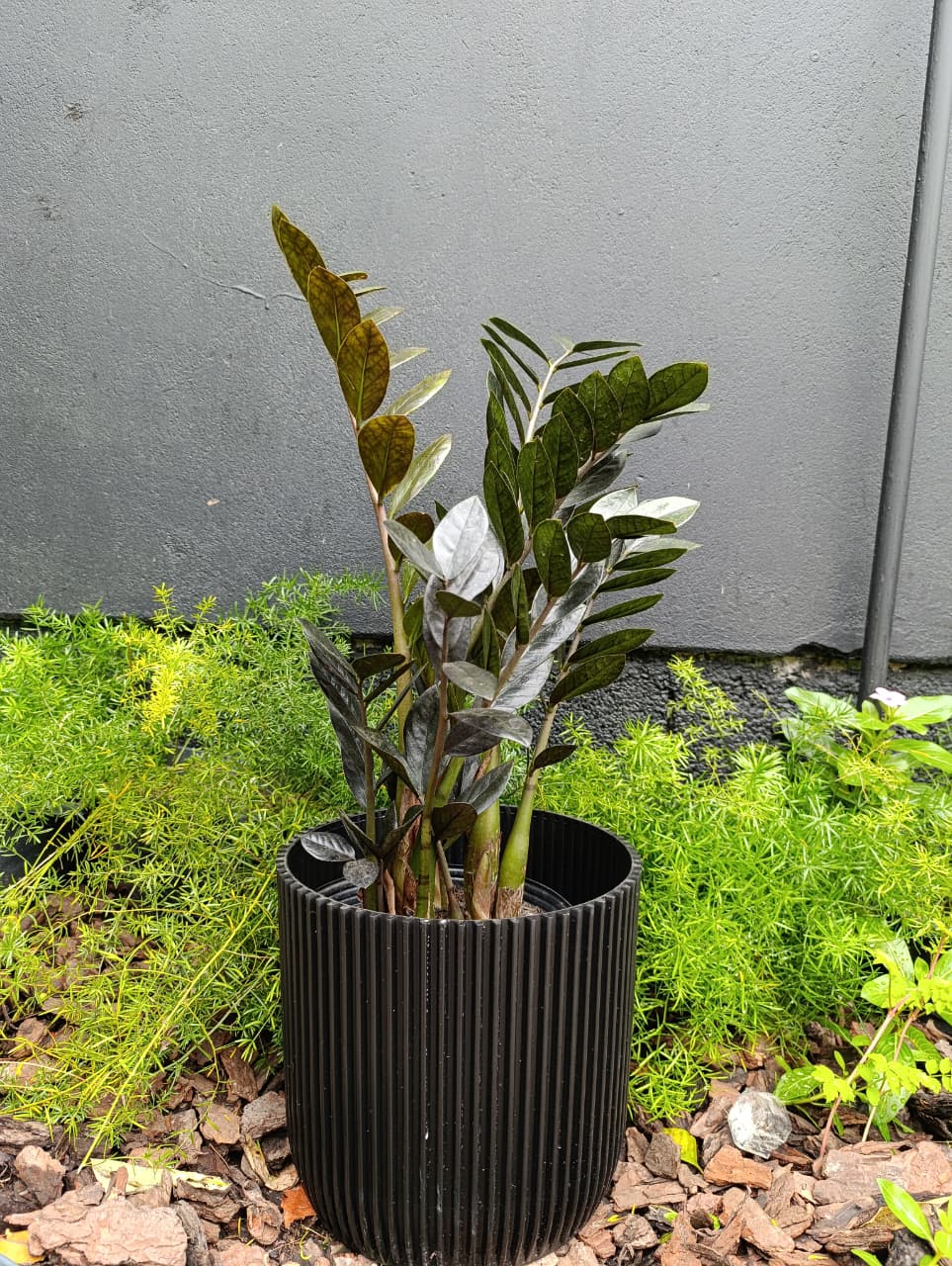 Plantas resistentes de presente